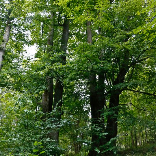 Stromy pod čističkou