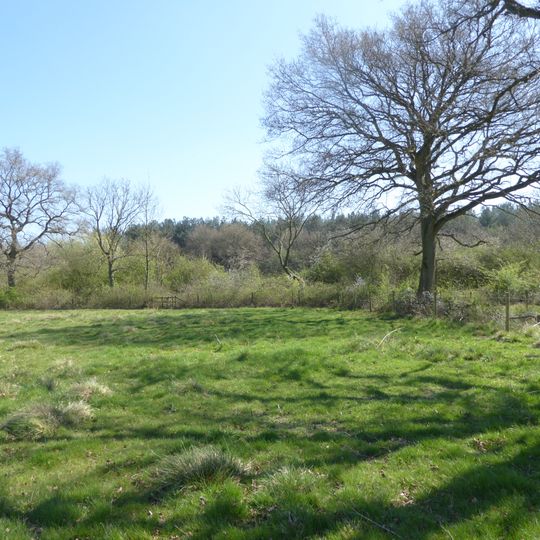 Bucknell Wood Meadows