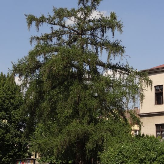 Modřín opadavý před Městskou knihovnou