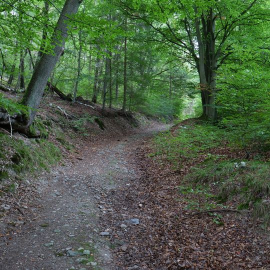 Wald zwischen Erkensruhr und Truppenübungsplatz Vogelsang