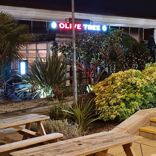 Olive Tree