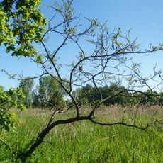 Swamp area south of Liebersee