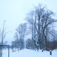 Lipové stromořadí v Lipové