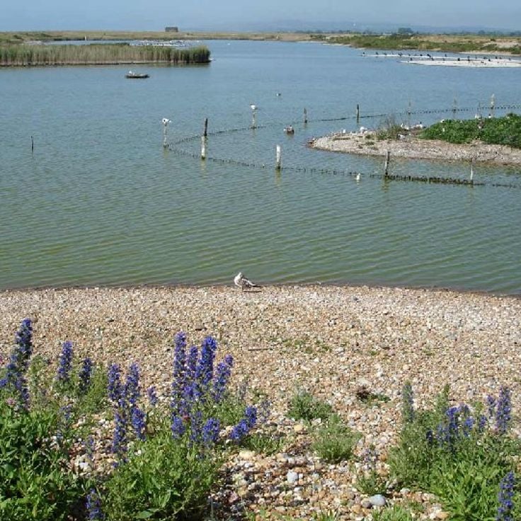 Rye Harbour Nature Reserve