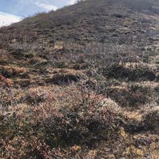 Mount Bear