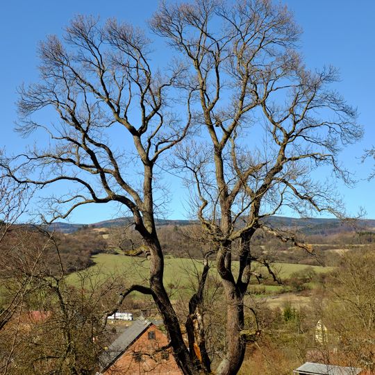 Damický kaštanovník