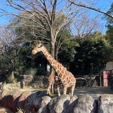 アミメキリン