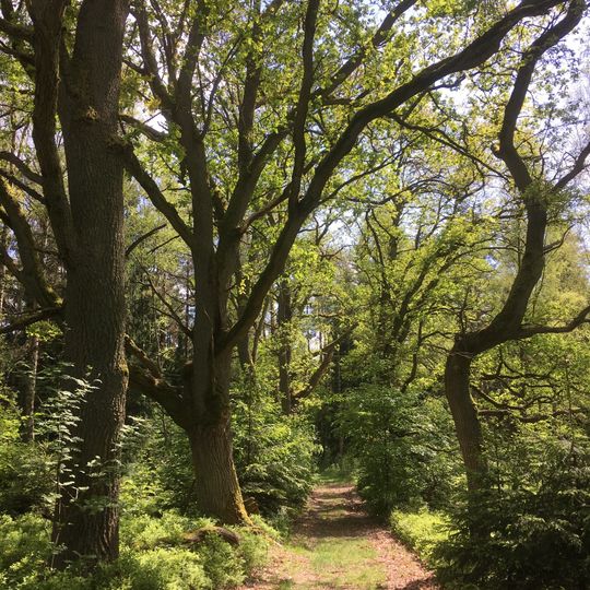 Eichen- und Buchenwälder in der Göhrde