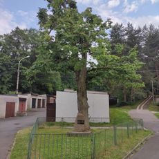 Petra Bezruče Lime Tree with erratic stone in Pustkovec‎