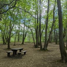 Forêt de la Roche Turpin