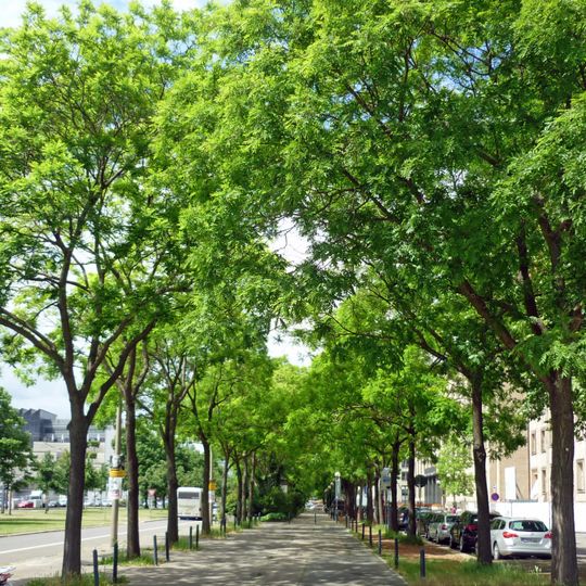 Schnurbaum-Allee Dr.-Külz-Ring