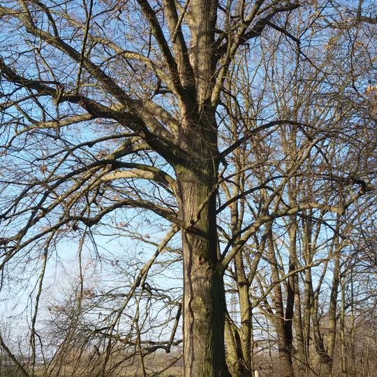 Lípa malolistá ve Vidově u Malše