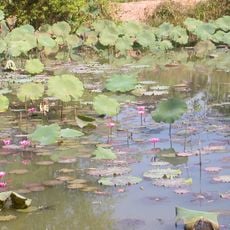 Phu Sa Dok Bua National Park