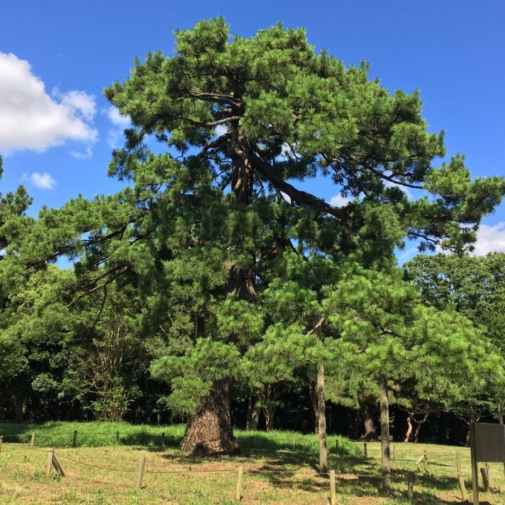Yoyogi Park