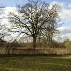 Eiche an der Schwefelquelle