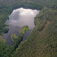 Wald bei Groß-Gerau