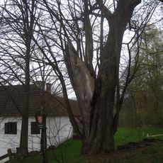 Lípa ve Skalinách 2