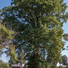 Stieleiche von Ranshofen