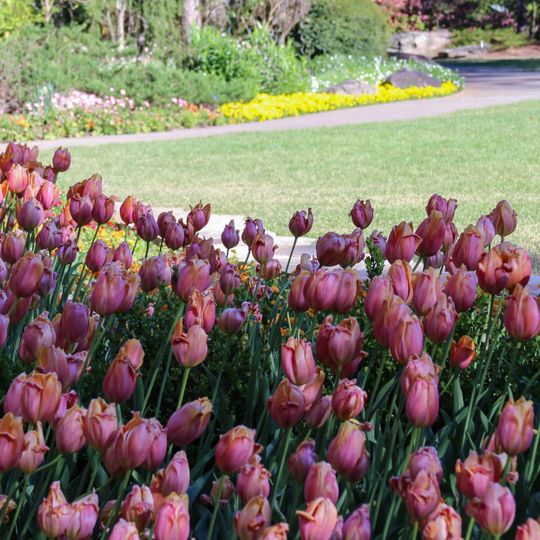 Garvan Woodland Gardens