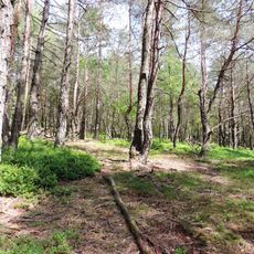 Nadelwälder der Schwanenkirchner Tertiärbucht