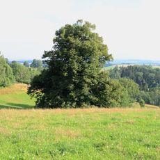 Lípa u Nebeské Rybné