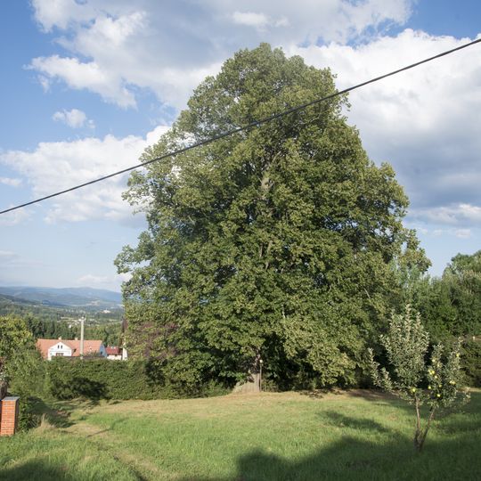 Tilia cordata in Jistebsko