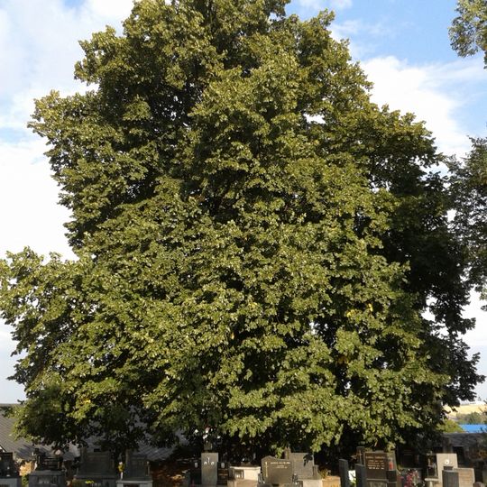 Lípa ve Velké Polomi