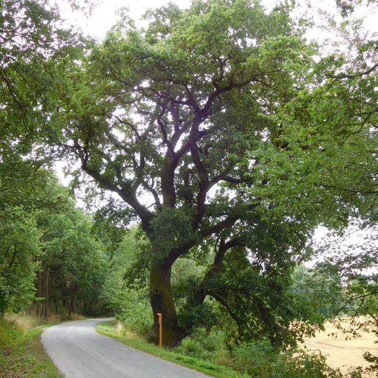 Remarkable tree near Kníje