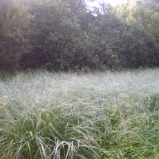 Яценькове озеро