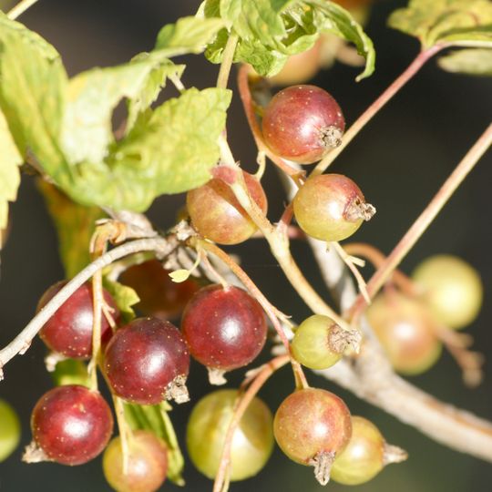 Jardín Botánico de Briollay