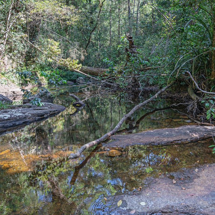 Réserve forestière de Sinharaja