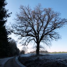 1 Eiche nahe der Kreisgrenze