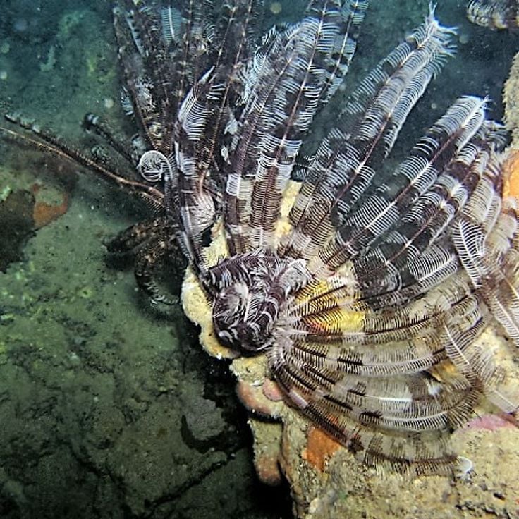 Sanganeb National Park