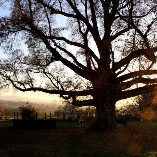 1 Sommerlinde, 1 Winterlinde, "Friedenslinden"