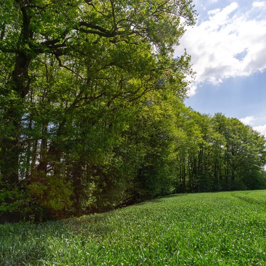 NSG Stupperige Baumgosse