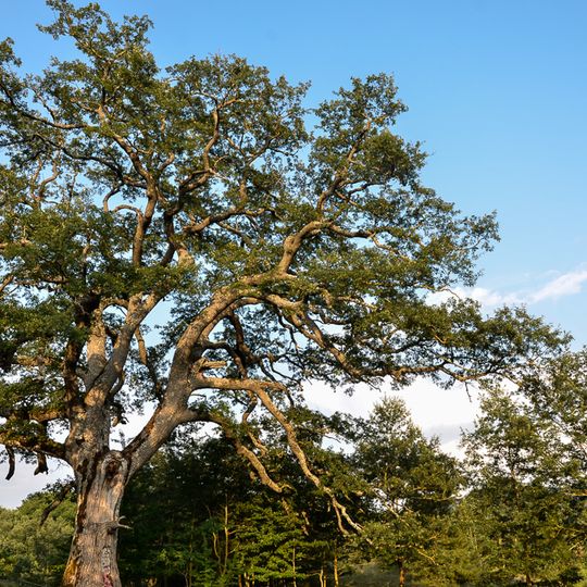 Ibrido cerro-roverella