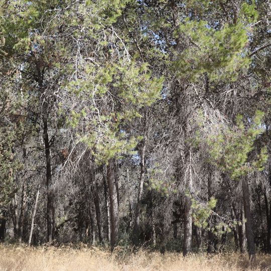 Ben Shemen forest