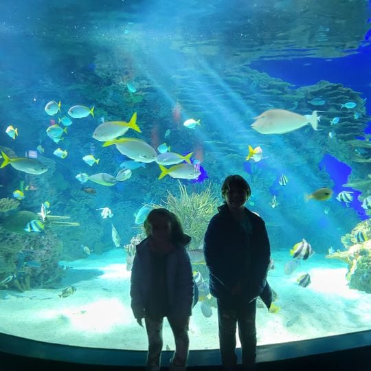 Ripley's Aquarium of the Smokies