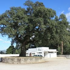 Árvore isolada em Largo Igreja Paroquial