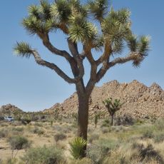 Joshua Tree National Park
