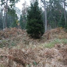 Hügelgräber im Kaiserwald