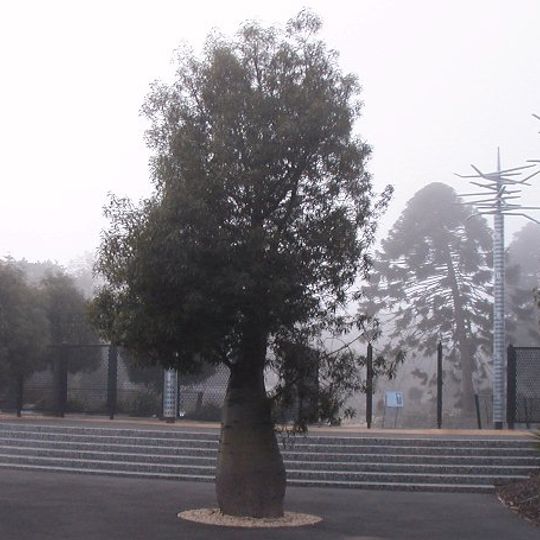 Jardín Botánico de Geelong