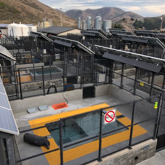The Marine Mammal Center