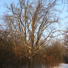 Oskeruše u Radostic