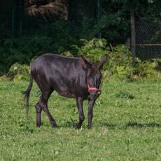 Eselsbett und Schwarzes Bruch