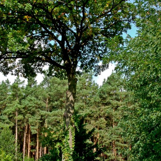 Naturdenkmal [[Eichen