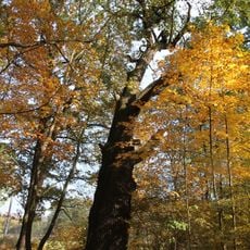 Dub letní na Hluboké III