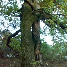 Сяньків Луг