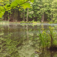State forest Saarbrücken