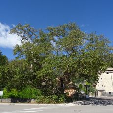 Platano dei Cento Bersaglieri